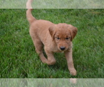 Small Photo #9 Golden Retriever Puppy For Sale in GREENWOOD, WI, USA