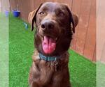 Small #3 Labrador Retriever Mix