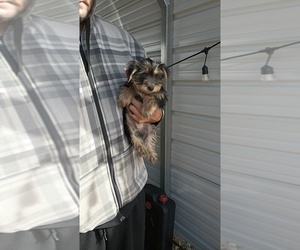 Medium Yorkshire Terrier