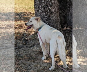 Juniper - Female Great Pyrenees-Unknown Mix Dog for Adoption - Photo #17