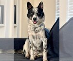 Small #9 Mutt