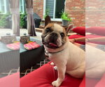 Small #7 French Bulldog