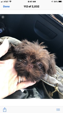 Medium Photo #3 Shih Tzu Puppy For Sale in HIALEAH, FL, USA
