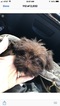 Small Photo #3 Shih Tzu Puppy For Sale in HIALEAH, FL, USA