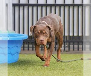 American Pit Bull Terrier-Unknown Mix Dogs for adoption in Waco, TX, USA
