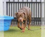 Small American Pit Bull Terrier Mix
