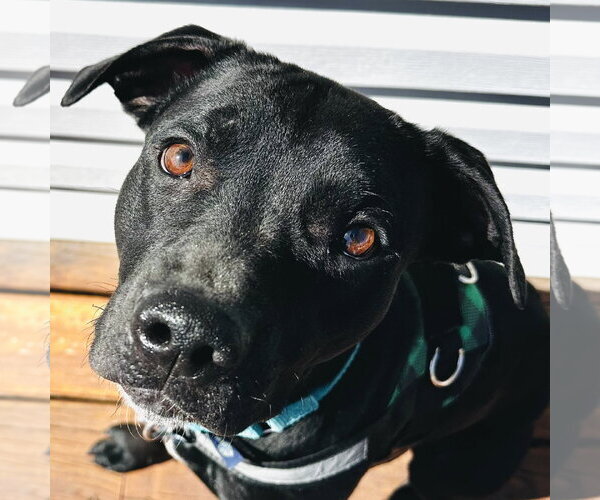 Medium Photo #7 Mutt Puppy For Sale in Fargo, ND, USA