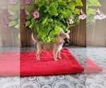 Small Photo #9 Chihuahua Puppy For Sale in NEW HAVEN, IN, USA