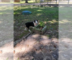 Miniature Australian Shepherd Puppy for Sale in HARDY, Arkansas USA