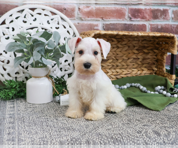 Medium Photo #28 Schnauzer (Miniature) Puppy For Sale in SYRACUSE, IN, USA