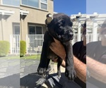 Puppy Black Cane Corso
