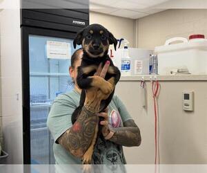 German Shepherd Dog-Unknown Mix Dogs for adoption in Grand Prairie, TX, USA