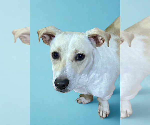 Medium Photo #9 Chiweenie Puppy For Sale in San Diego, CA, USA