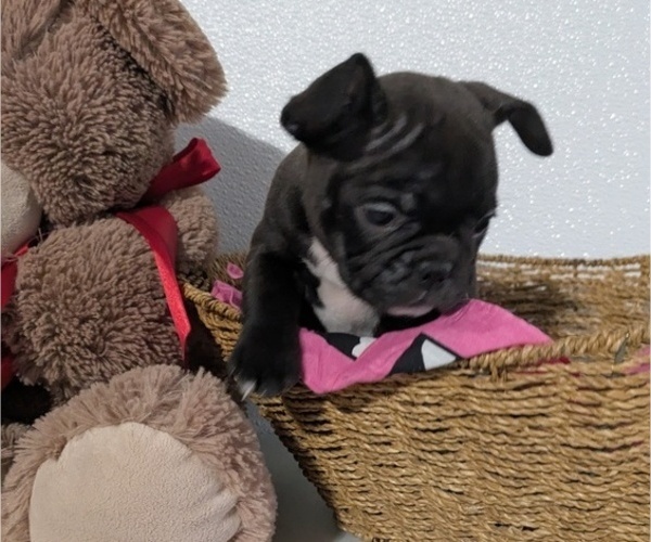 Medium Photo #6 Faux Frenchbo Bulldog Puppy For Sale in GOSHEN, IN, USA