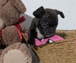 Small Photo #6 Faux Frenchbo Bulldog Puppy For Sale in GOSHEN, IN, USA