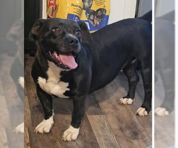 Medium Photo #1 Boston Terrier-Unknown Mix Puppy For Sale in Rustburg, VA, USA