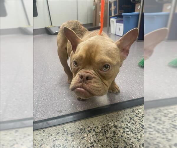 Medium Photo #1 Mutt Puppy For Sale in Tracy, CA, USA