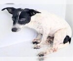 Small #1 Rat Terrier Mix
