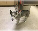 Small Siberian Husky