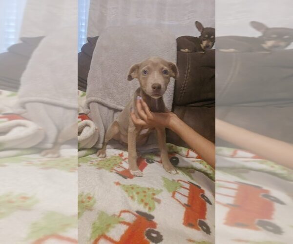 Medium Photo #2 Unknown-Weimaraner Mix Puppy For Sale in New York, NY, USA