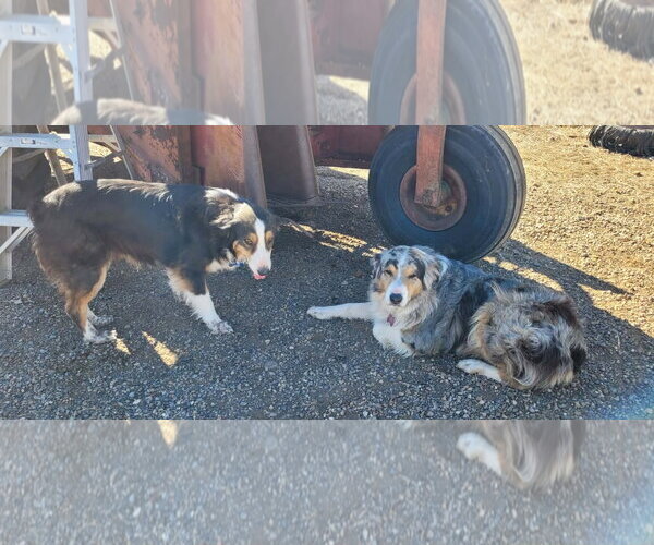 Medium Photo #3 Australian Shepherd-Unknown Mix Puppy For Sale in Grafton, WI, USA