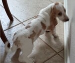 Small Photo #2 Basset Hound Puppy For Sale in TARPON SPGS, FL, USA
