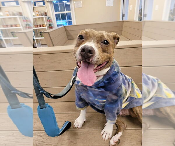 Medium Photo #4 American Staffordshire Terrier-Unknown Mix Puppy For Sale in Wenonah, NJ, USA