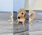 Small Photo #1 Double Doodle Puppy For Sale in WEST, TX, USA