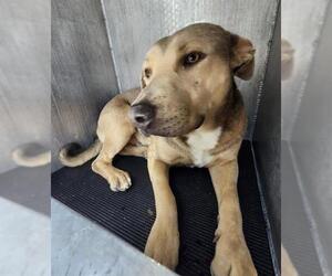 American Staffordshire Terrier-Unknown Mix Dogs for adoption in San Antonio, TX, USA