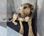 Small American Staffordshire Terrier Mix