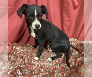 Chihuahua Dogs for adoption in Modesto, CA, USA