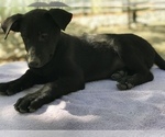 Small Photo #4 Belgian Malinois Puppy For Sale in VACAVILLE, CA, USA