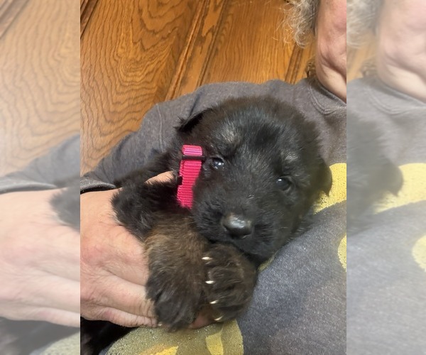 Medium Photo #1 German Shepherd Dog Puppy For Sale in NEWVILLE, PA, USA