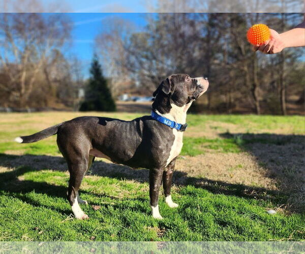 Medium Photo #9 American Pit Bull Terrier-American Staffordshire Terrier Mix Puppy For Sale in Caribou, ME, USA