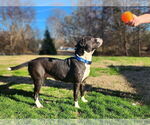 Small #8 American Pit Bull Terrier-American Staffordshire Terrier Mix