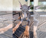 Small Photo #2 Doberman Pinscher Puppy For Sale in MORENO VALLEY, CA, USA