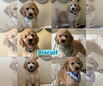 Image preview for Ad Listing. Nickname: Biscuit