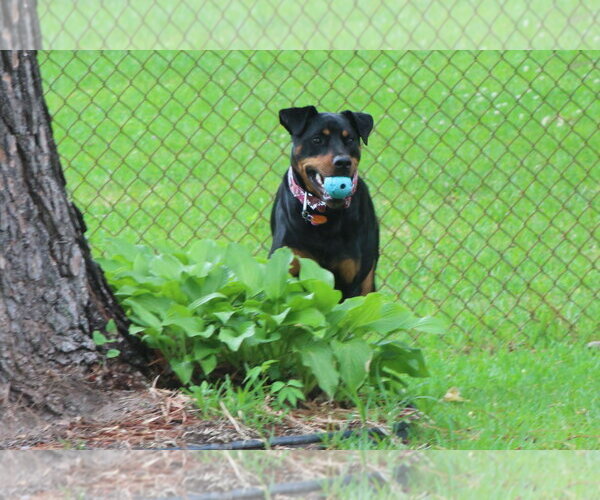 Medium Photo #8 Rotterman Puppy For Sale in White Hall, AR, USA