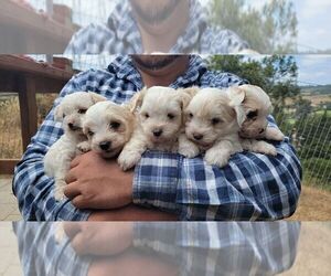Maltese Puppy for sale in ROYAL OAKS, CA, USA