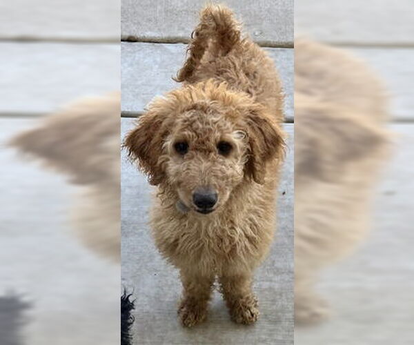 Medium Photo #1 Golden Retriever Puppy For Sale in Fremont, CA, USA