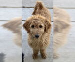 Small Golden Retriever