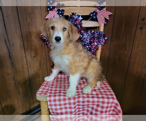 Medium Photo #2 Bernedoodle (Miniature) Puppy For Sale in BLACK FOREST, CO, USA