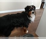 Small Photo #42 Miniature Australian Shepherd Puppy For Sale in BONNERS FERRY, ID, USA