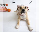 Small #41 American Pit Bull Terrier Mix