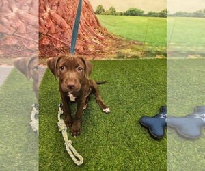 Chocolate Labrador retriever-Unknown Mix Dogs for adoption in Euless, TX, USA