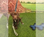 Small Chocolate Labrador retriever Mix
