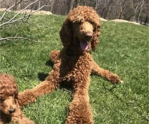 Father of the Poodle (Standard) puppies born on 05/20/2025