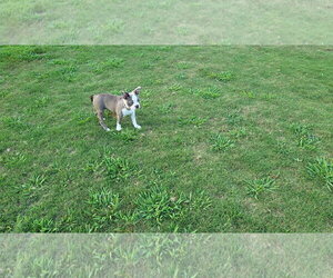 Lilly - Female Boston Terrier Dog for Adoption - Photo #2