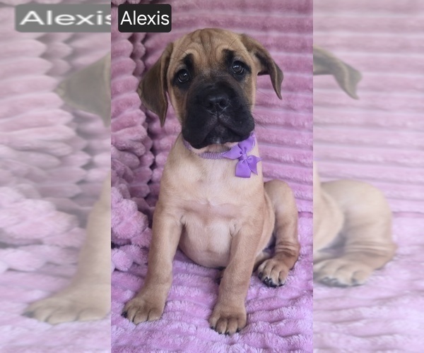 Medium Photo #4 Cane Corso Puppy For Sale in MINERAL WELLS, WV, USA