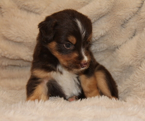 Australian Shepherd Puppy for Sale in STEWART, Mississippi USA